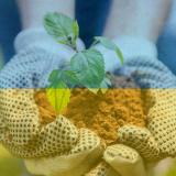 Kasvi käsissä ukrainan väreissä.