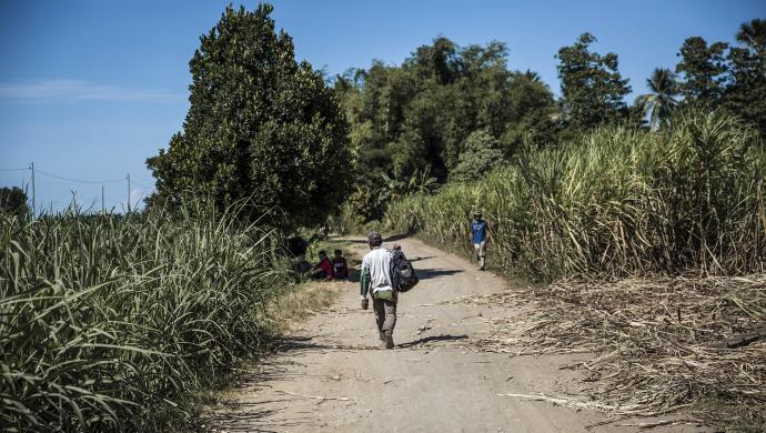 Åkerväg bland sockerrörsfälten på ön Negros i Filippinerna