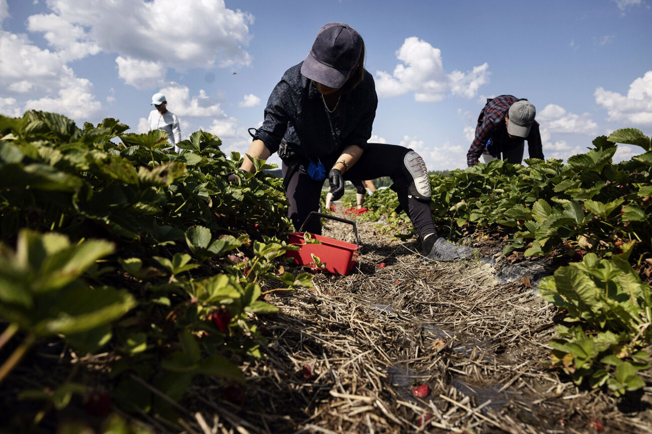 Mansikanpoimijoita pellolla.